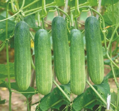 HY CUCUMBER KARTHIK